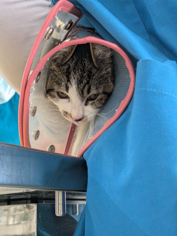 猫ワクチン