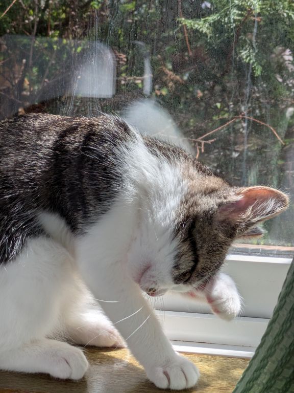 猫ワクチン接種後の仔猫