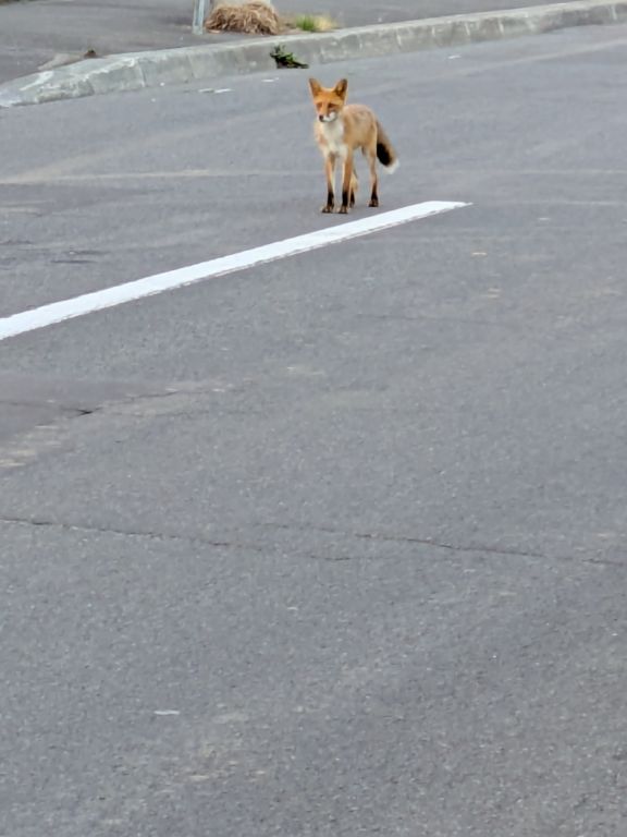 キタキツネ