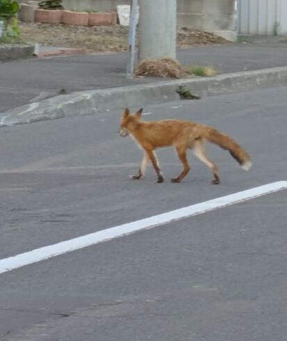キタキツネ