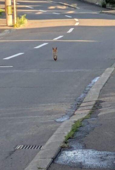 キタキツネ