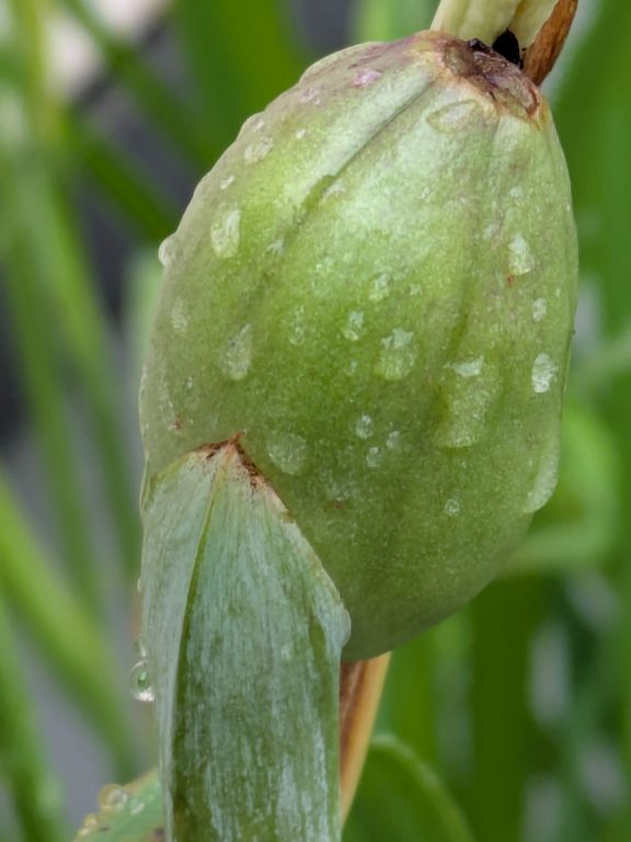 花菖蒲の蒴果