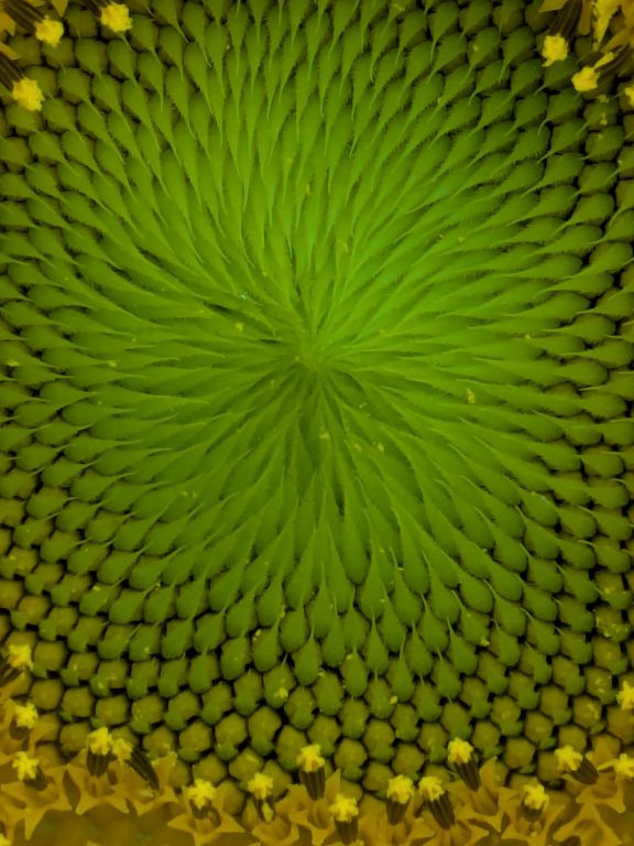 ヒマワリの花