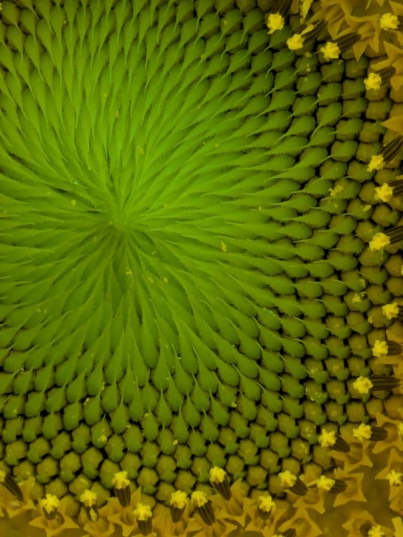 ヒマワリの花