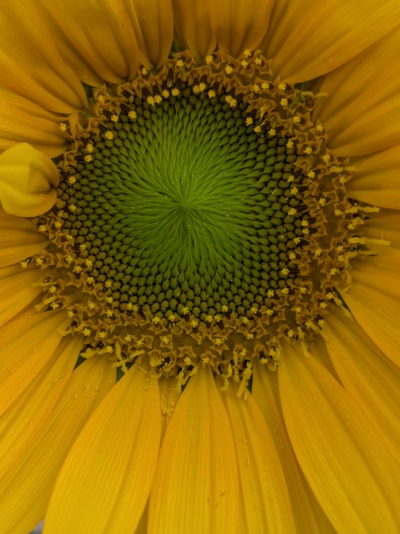 ヒマワリの花