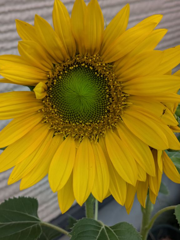 ヒマワリの花