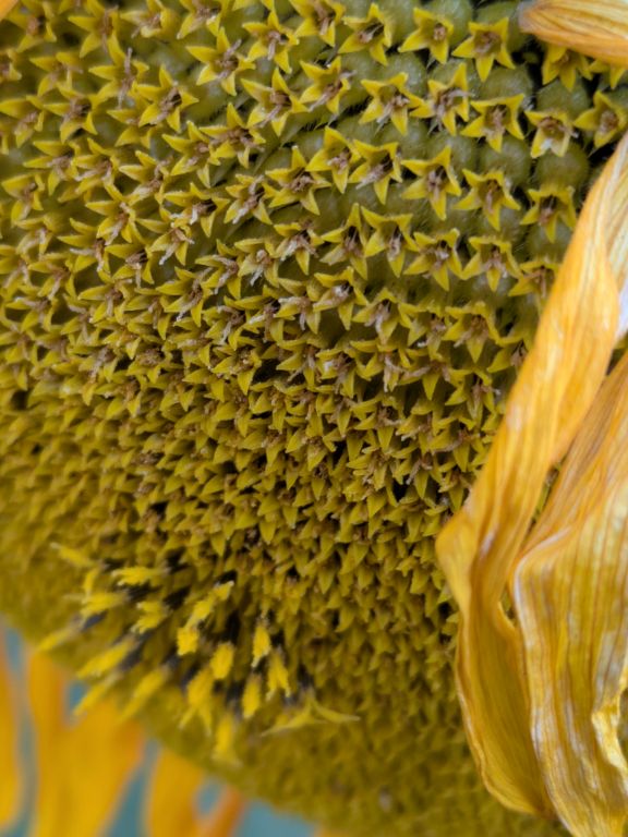 ヒマワリの花