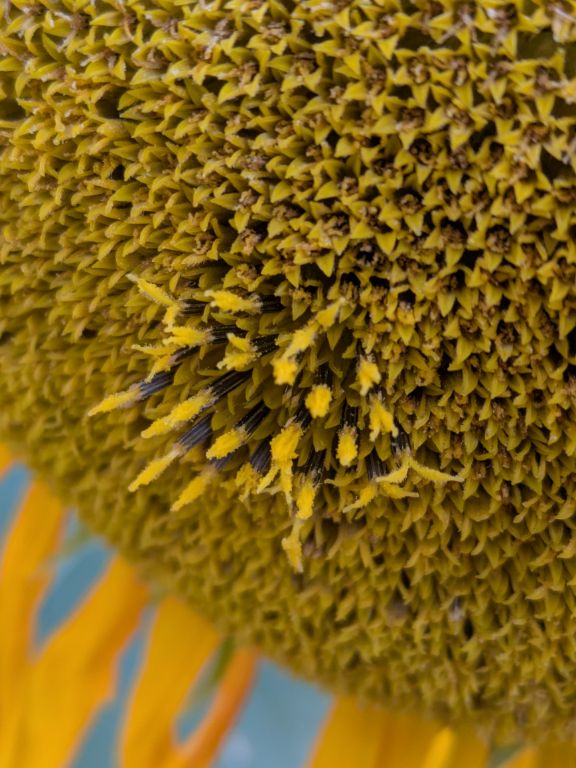 ヒマワリの花