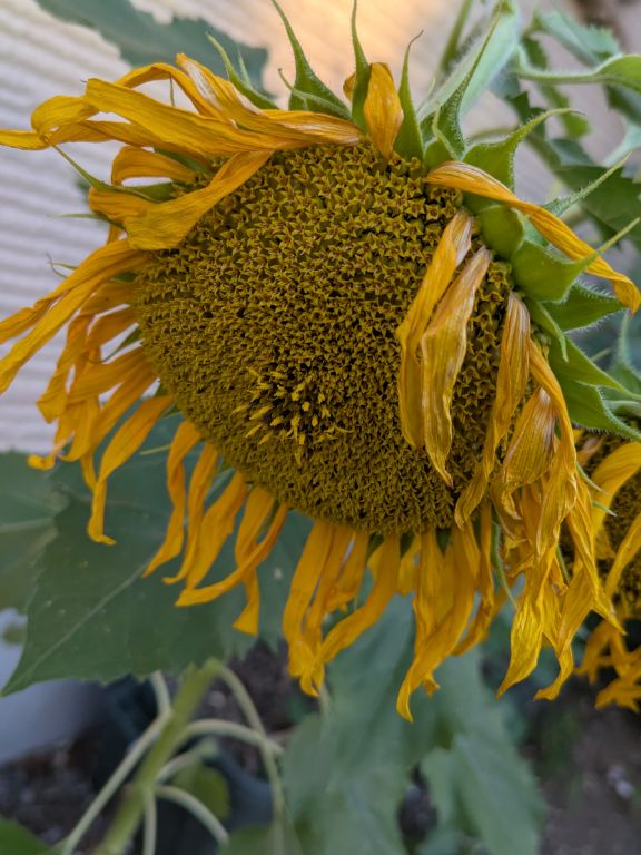 ヒマワリの花