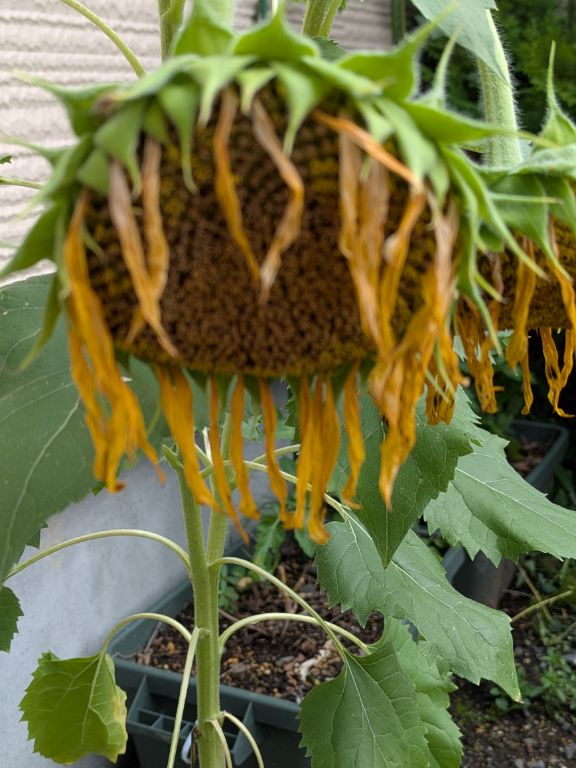 ヒマワリの花