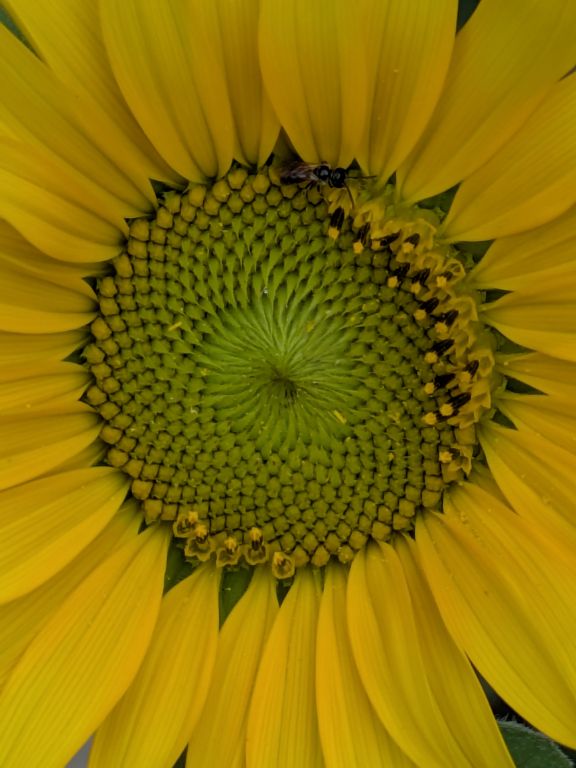 ヒマワリの花