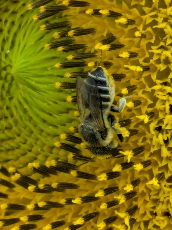 ヒマワリの花