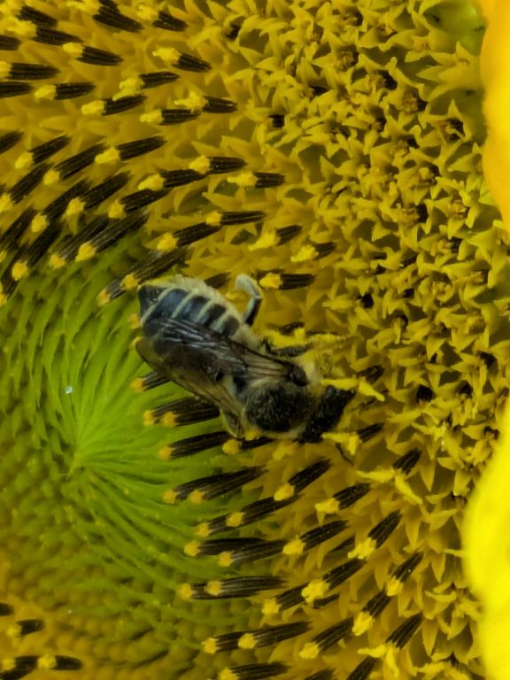 ヒマワリの花