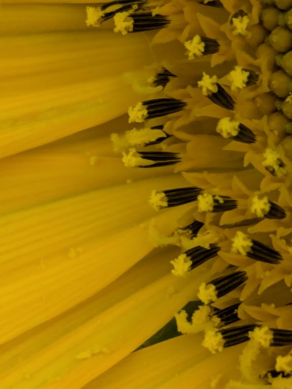ヒマワリの花