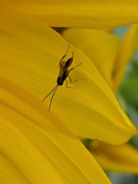 ヒマワリの花