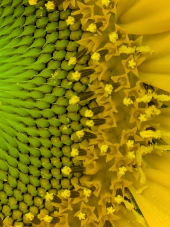 ヒマワリの花
