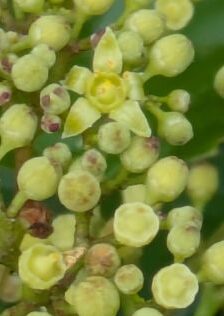 ノブドウの花