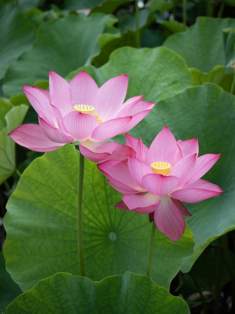 蓮の花