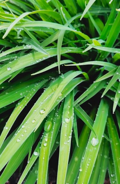 草と雨と湿度