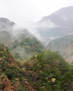 立秋　山霧