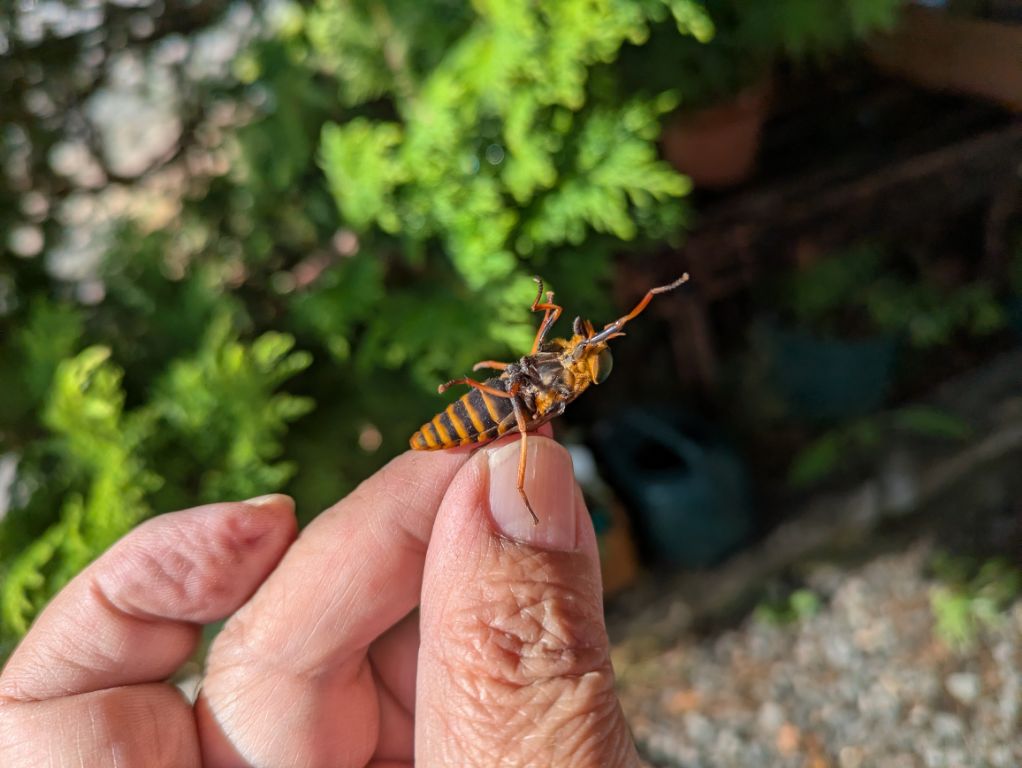 アカウシアブ