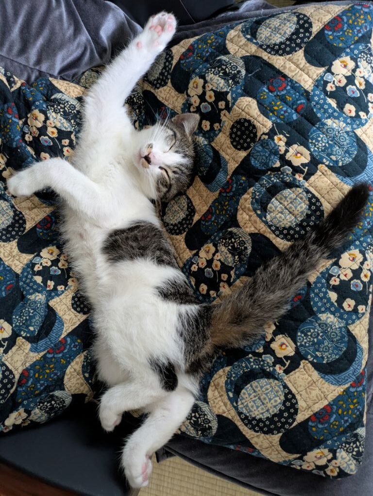 仔猫12週め