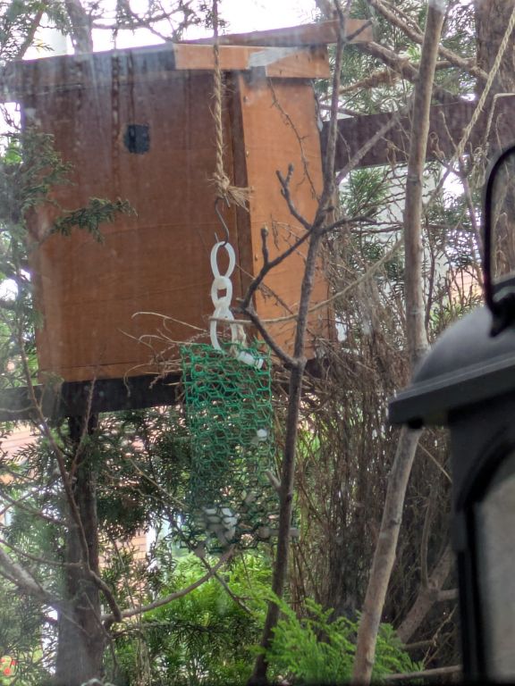 鳥食堂