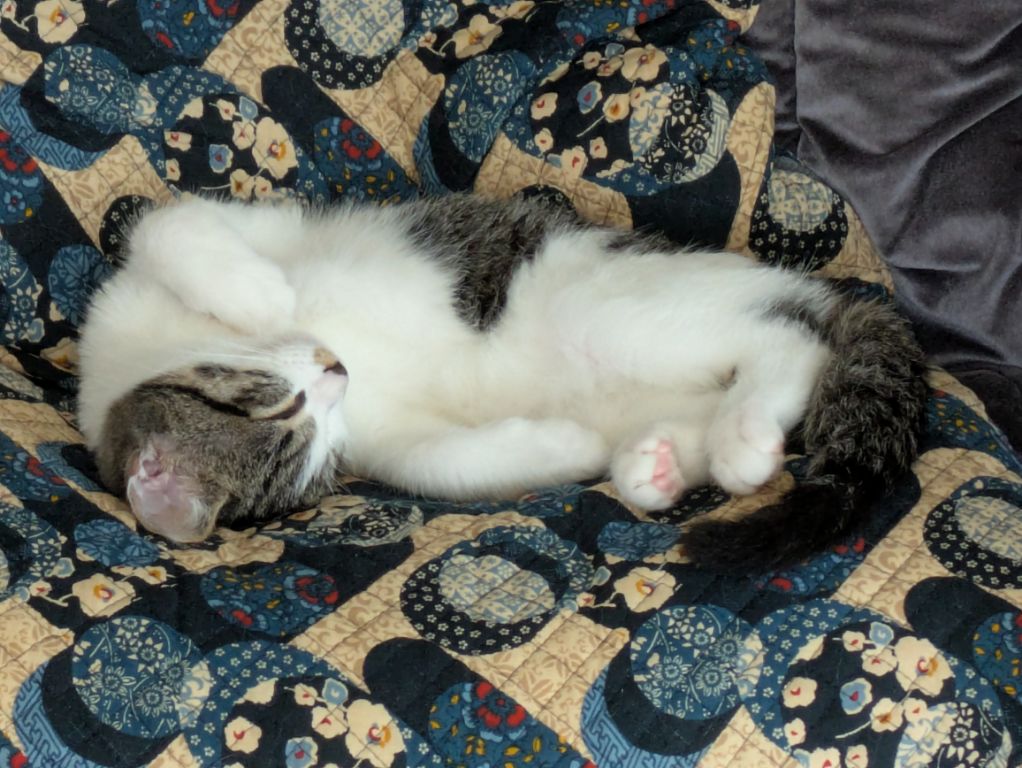 仔猫12週め