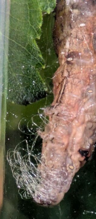 クワコと繭づくり