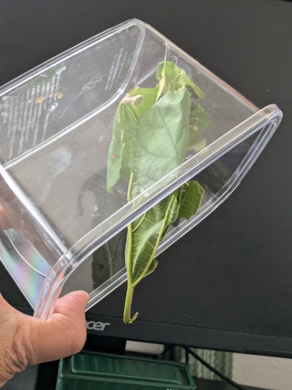 虫かごの中のクワコの緑繭