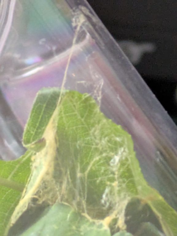 虫かごの中のクワコの緑繭