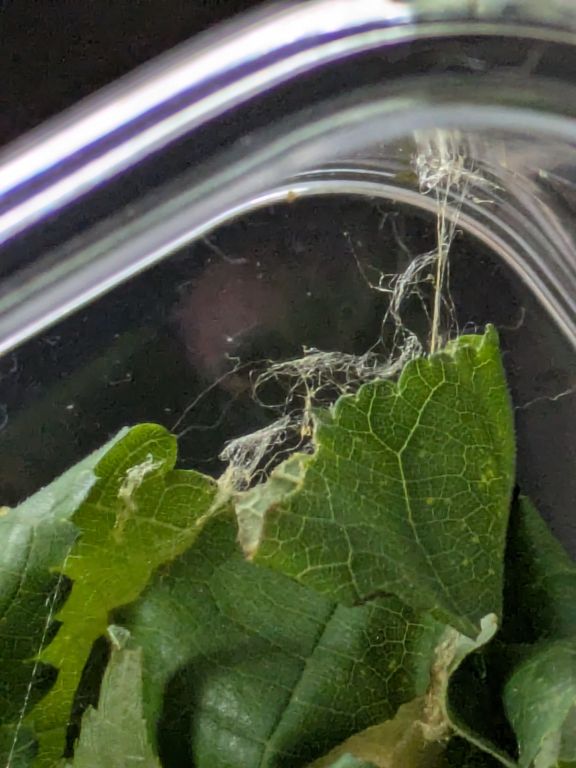 虫かごの中のクワコの緑繭