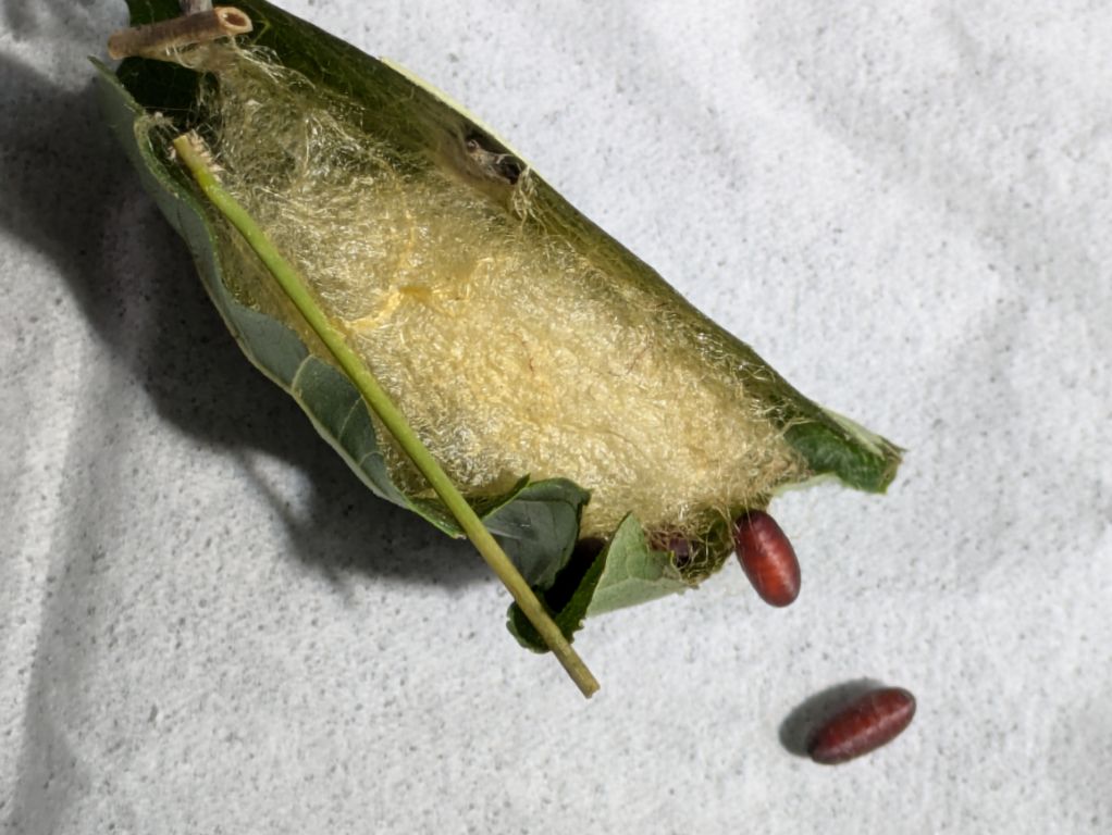 クワコの繭と、カイコノウジバエの蛹