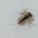 ヒラタカゲロウ