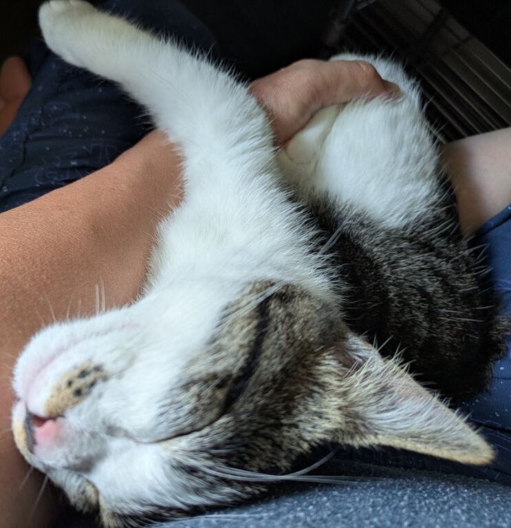 １４週目の仔猫