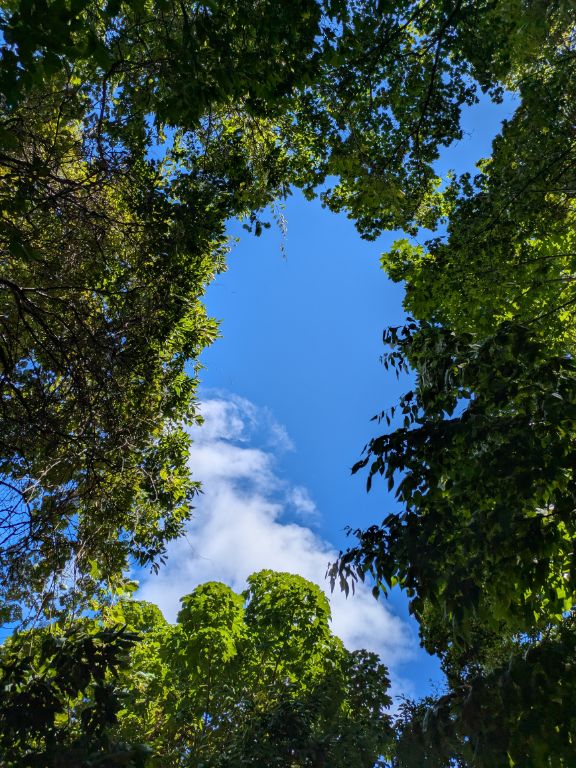 森の中からのぞく青空