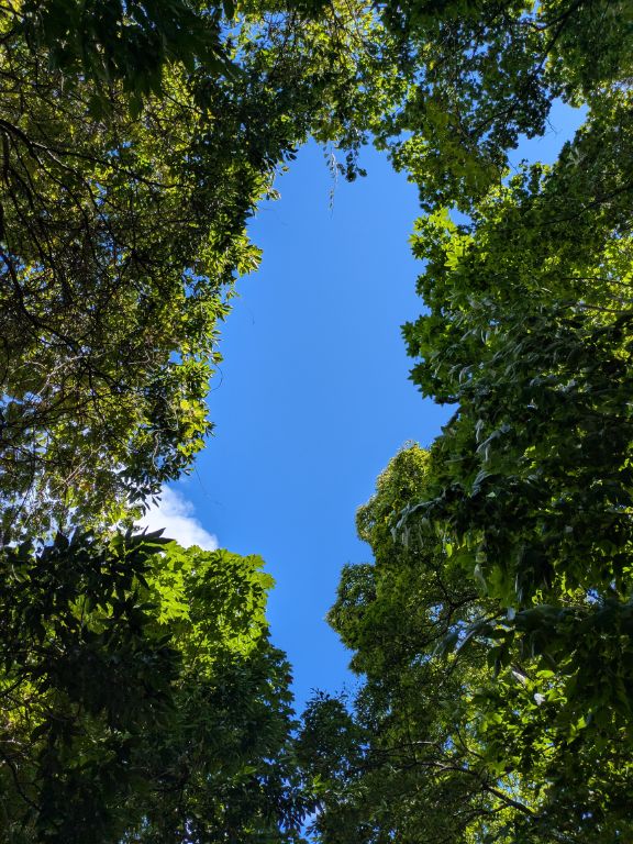 森の中からのぞく青空