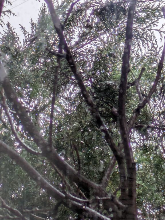 窓から見る雨