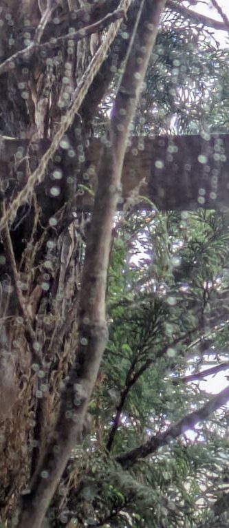 窓から見る雨