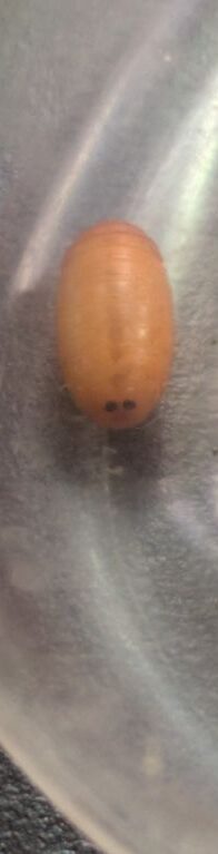 カイコノウジバエ
