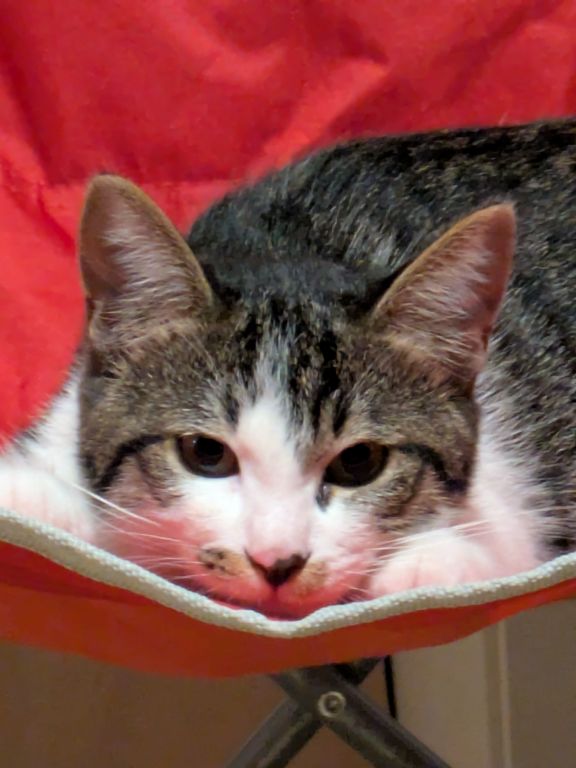 仔猫