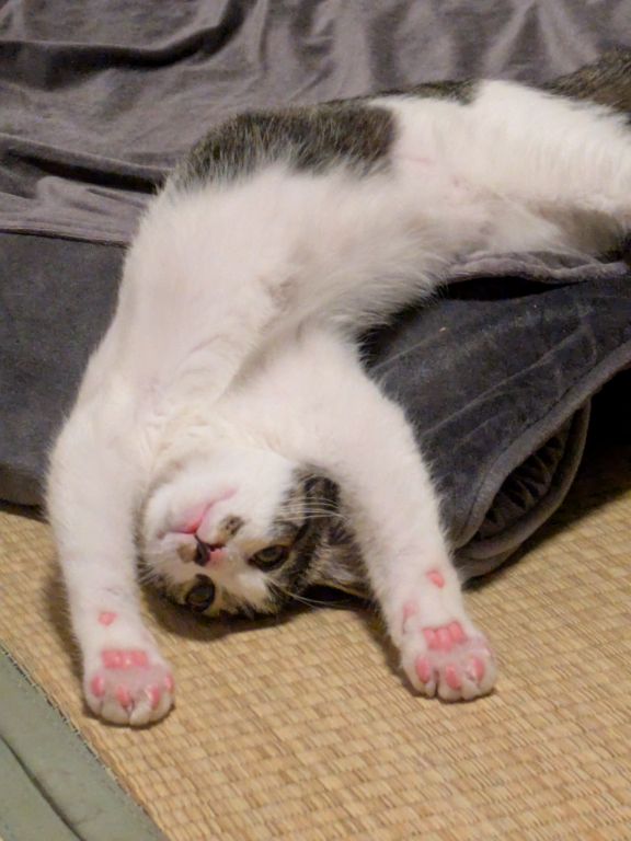 仔猫