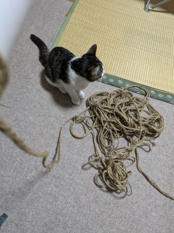 麻紐と仔猫