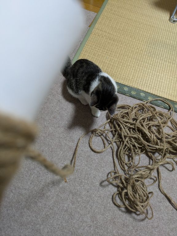 麻紐と仔猫