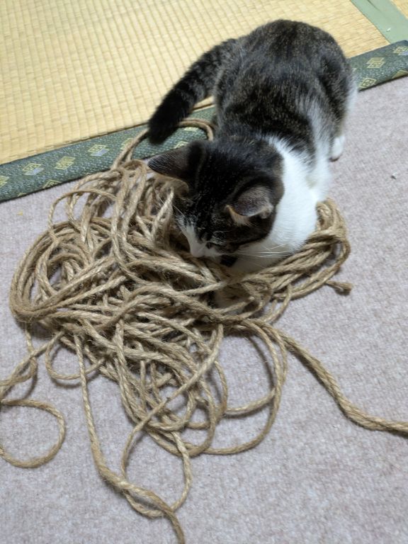 麻紐と仔猫
