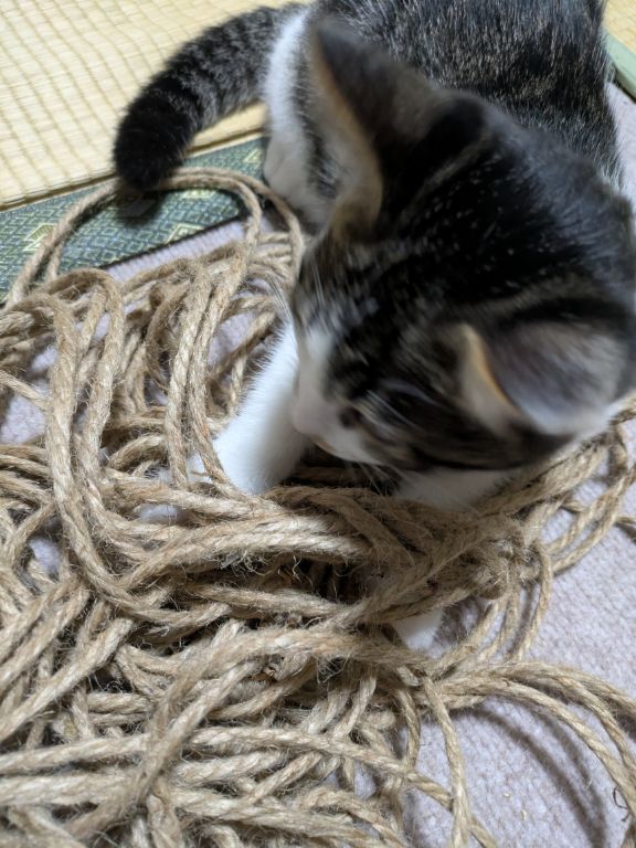 麻紐と仔猫
