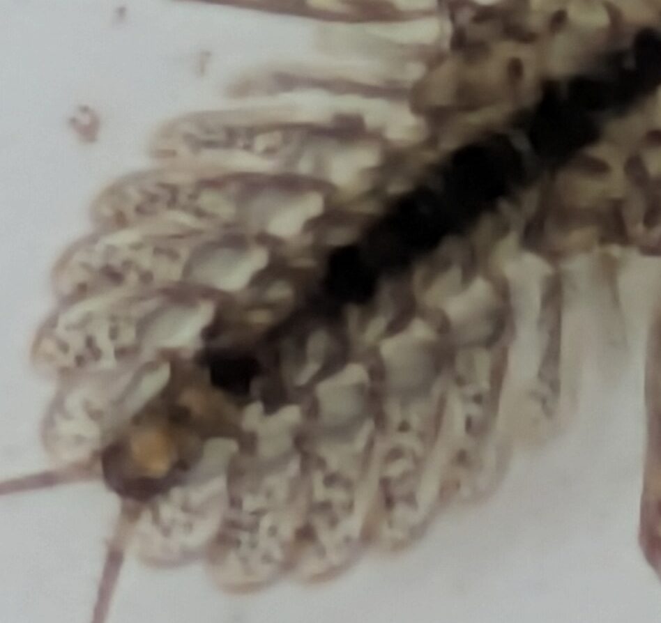 ヒラタカゲロウ