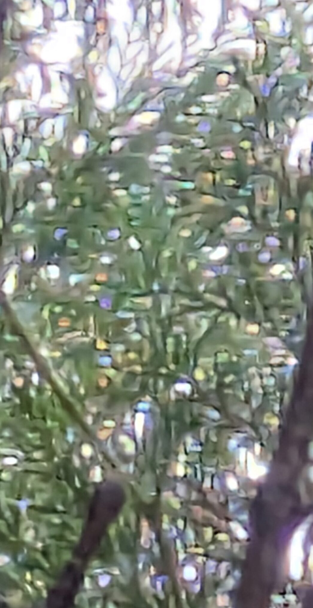 窓から見る雨