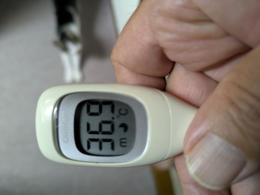 体温計と猫