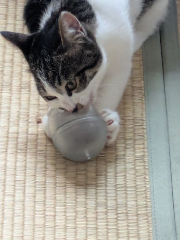 ネコの知育玩具